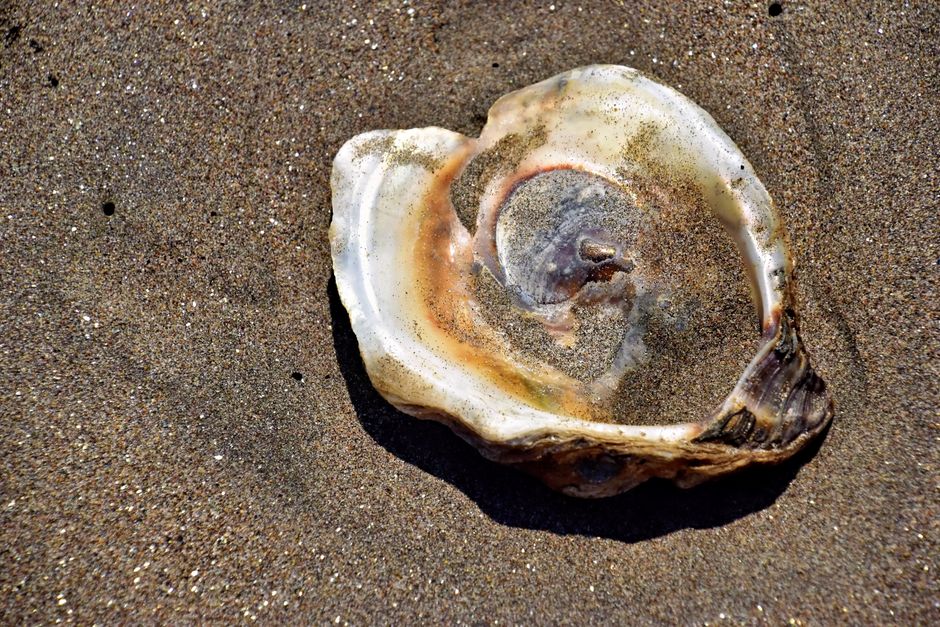 Detailed seashell resting on the sandy beach, capturing the texture and color contrast.