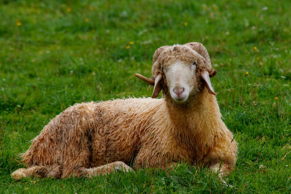 A woolly sheep with curly horns resting on lush green grass, showcasing its rustic charm.