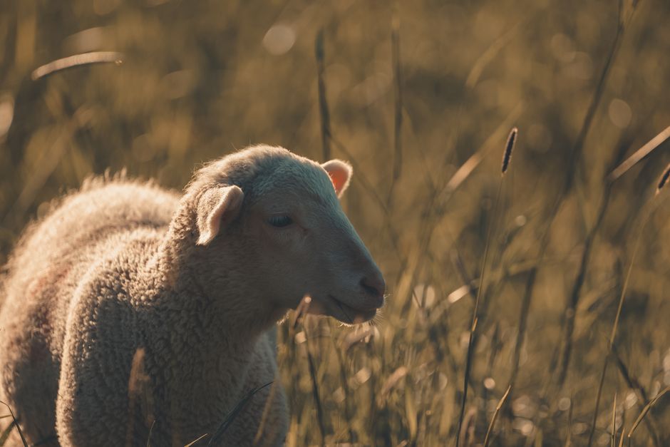 A serene image of a sheep grazing in a sunlit meadow, showcasing nature's tranquility.
