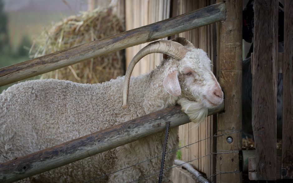 A curly horned goat leaning on a rustic wooden farm fence outdoors.
